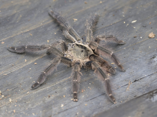 een schattige baby tarantula