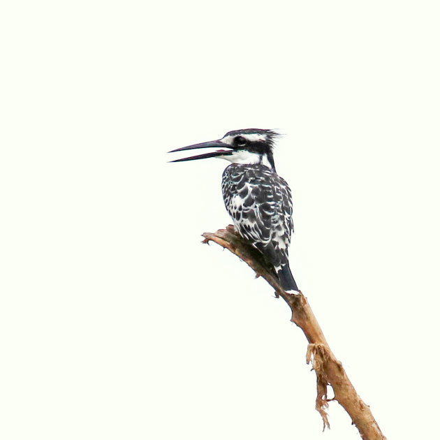 Pied kingfisher