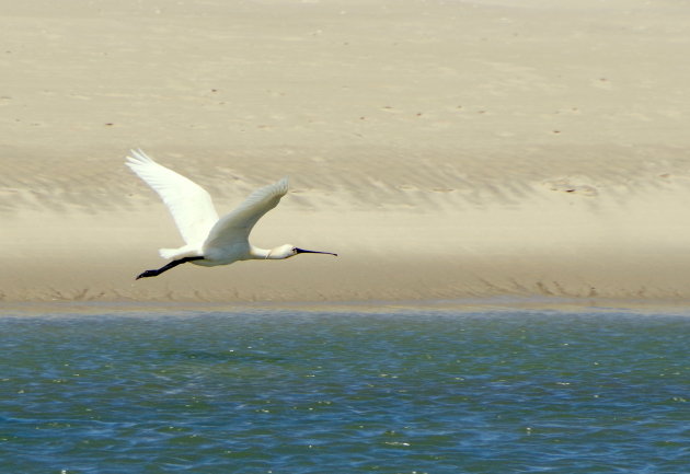 Lepelaar in de vlucht