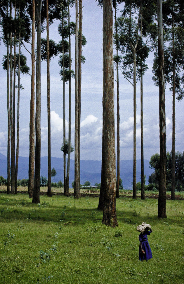 Tree Lines