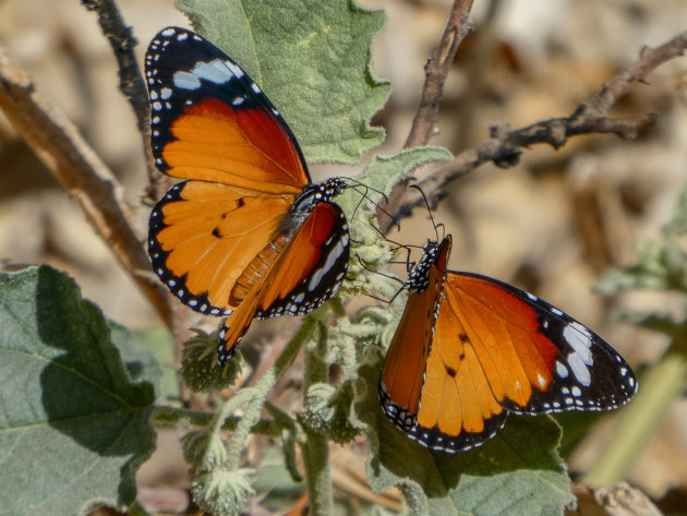 Kleine monarch