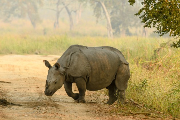 Indische Neushoorn in Bagori Range.