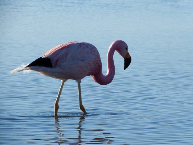 San Pedro de Atacama – Chili – de Andesflamingo