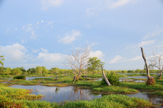 Bigi Pan - Suriname als schilderij