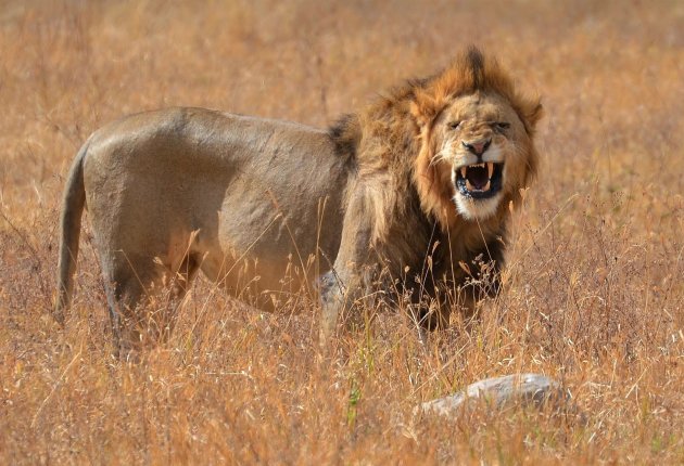 Stoer zijn in Ruaha