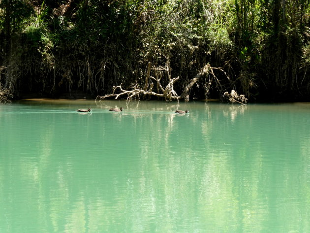 wilde eenden in Blue Lake