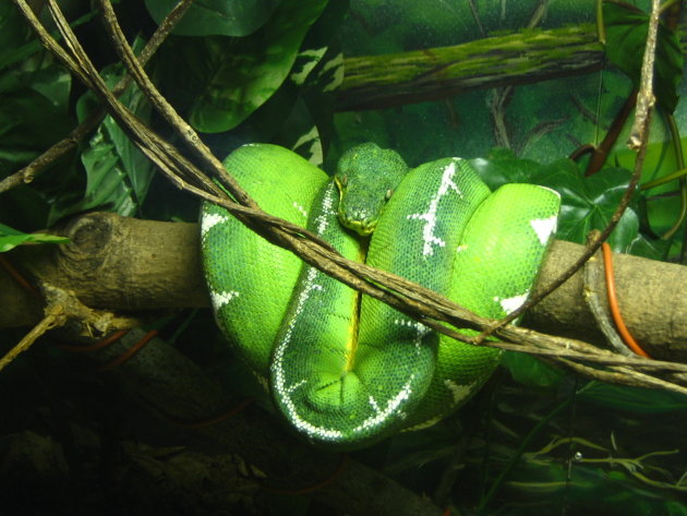 Groene boompython