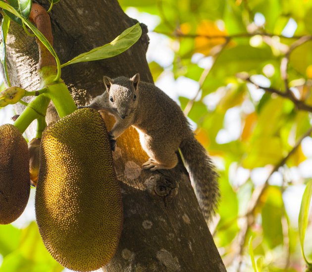 jackfruit met eekhoorn