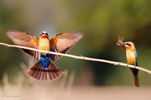 White-fronted Bee-eaters in Mana Pools GR in Zimbabwe