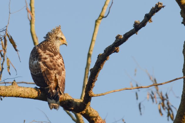 Indische Slangenarend in Pobitora.