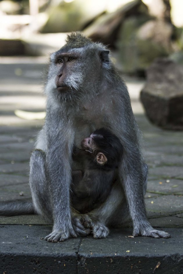 Aapies kijken in Ubud