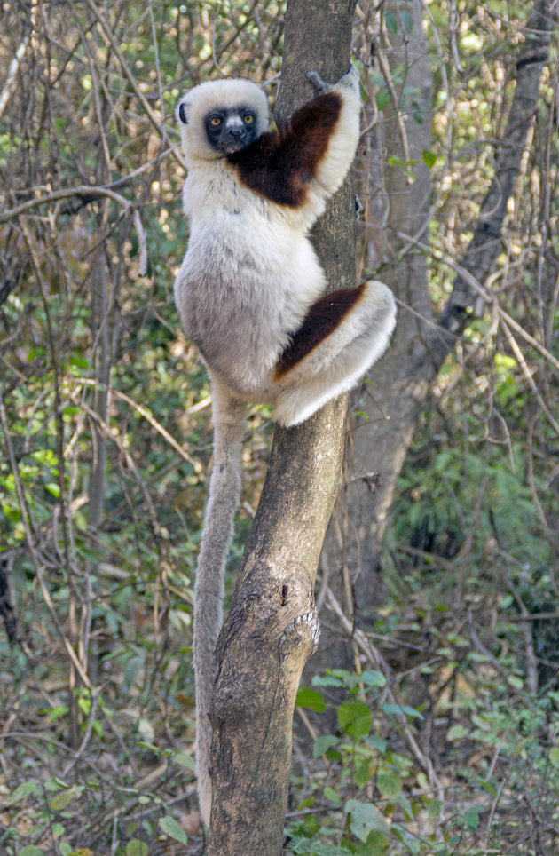 Coquerels kroonsifaka