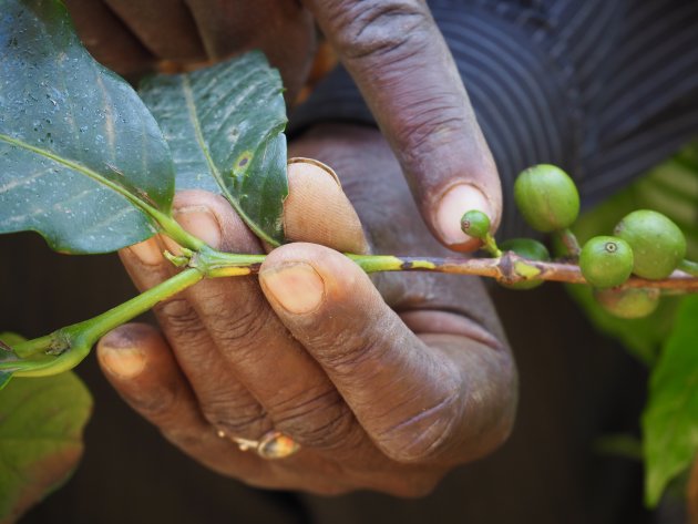 Koffietour door de plantages rondom Kilimanjaro!