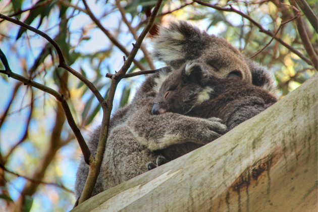 Koala met jong in Ottway National Park