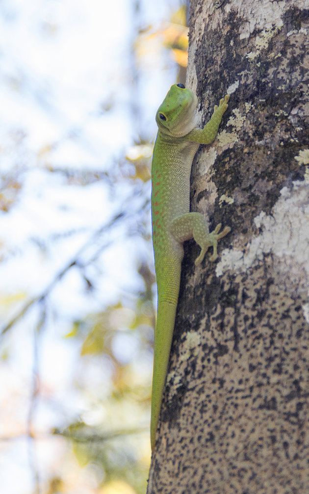 Madagaskardaggekko