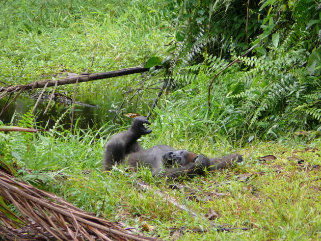 Western Lowland Gorilla