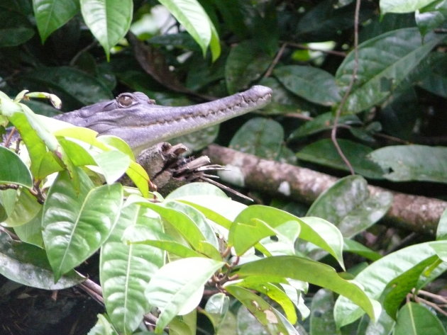 Slender Snouted Dwarf Crocodile