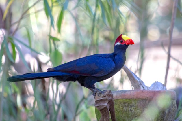 Turaco