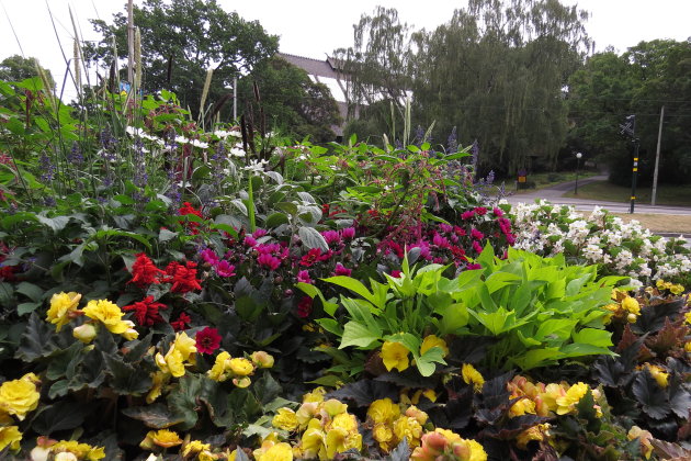 Bloemen op het eiland Djurgården