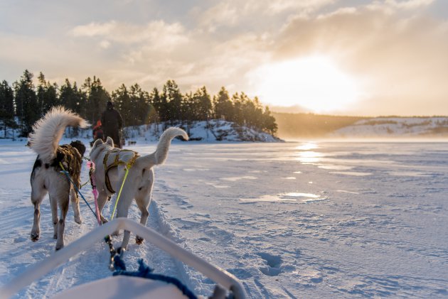 Op de slee, achter de huskies, op 3 uur van Oslo