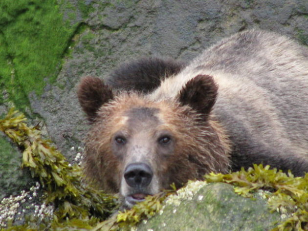 Bute Inlet - Grizzly Bear