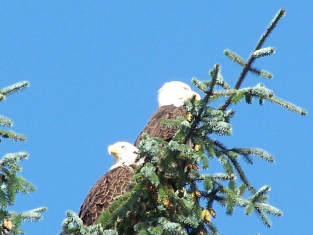 Vancouver Island zeearend