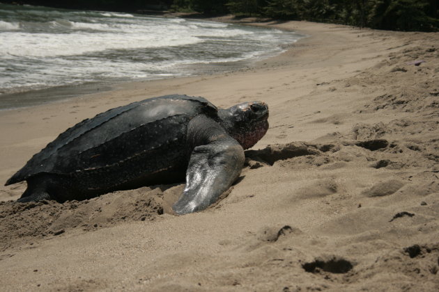 Leatherback