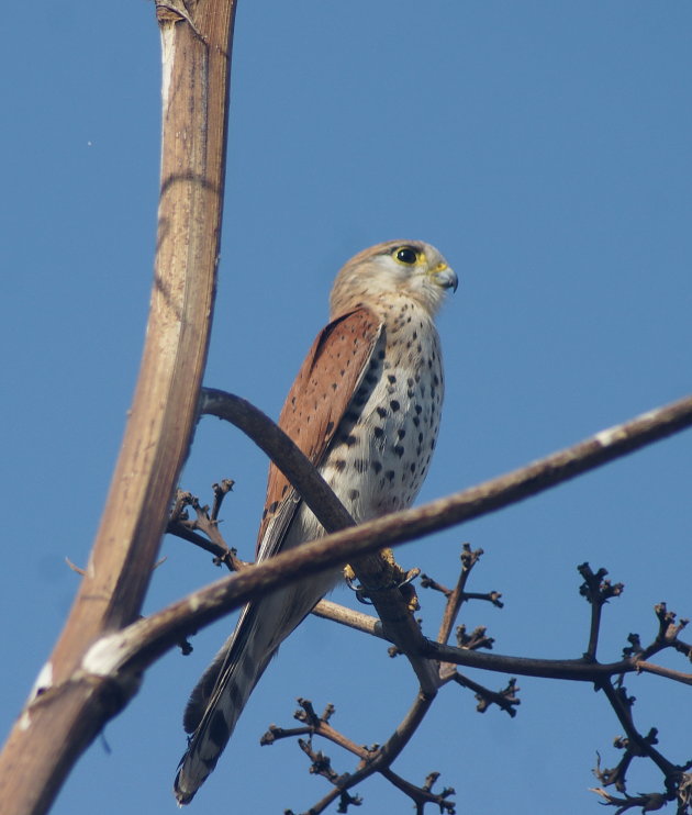 Madagaskar Kestrel