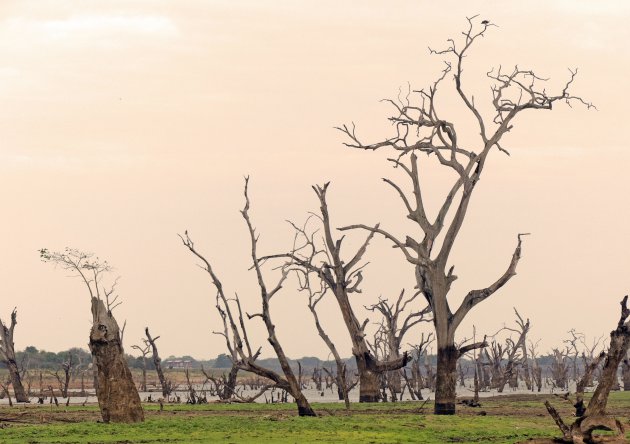 Uda Walawe National Park