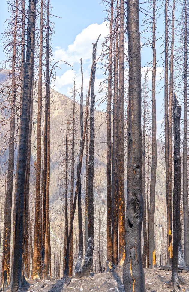 Landschap na een bosbrand