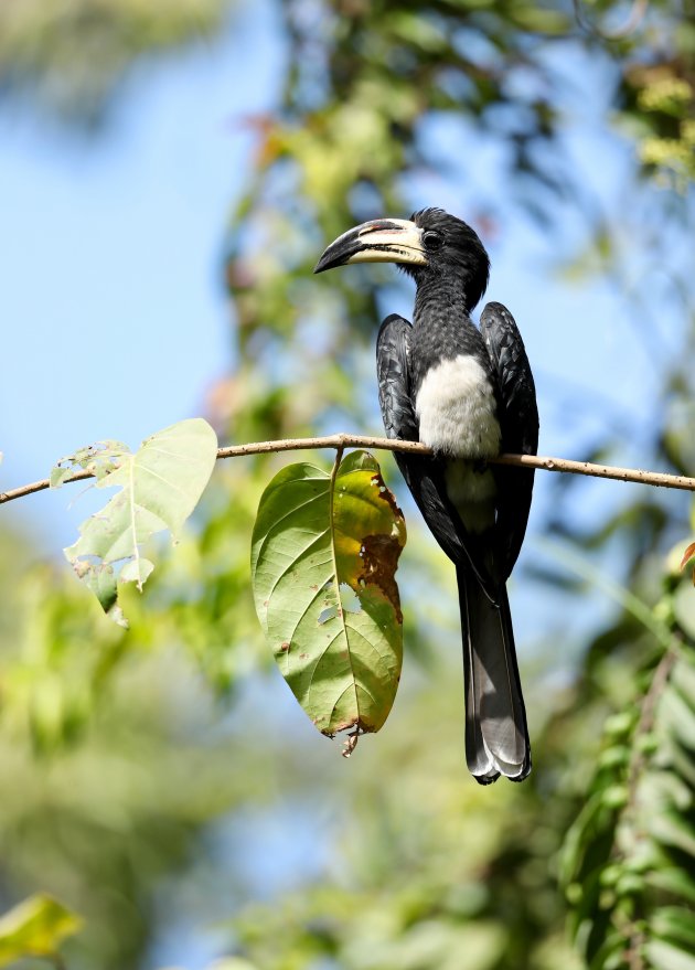 Hornbill