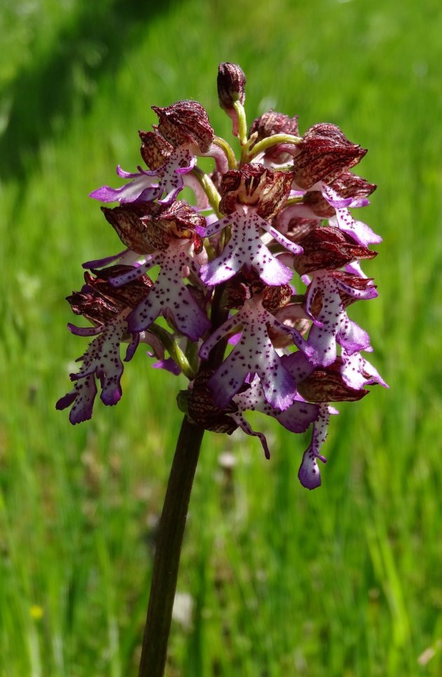 Wilde orchideeën in Zuid-Piemonte