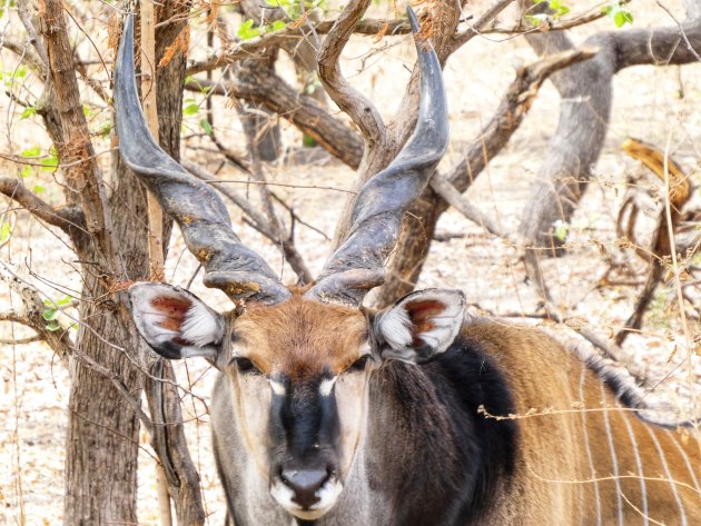 Grootste antilope ter wereld