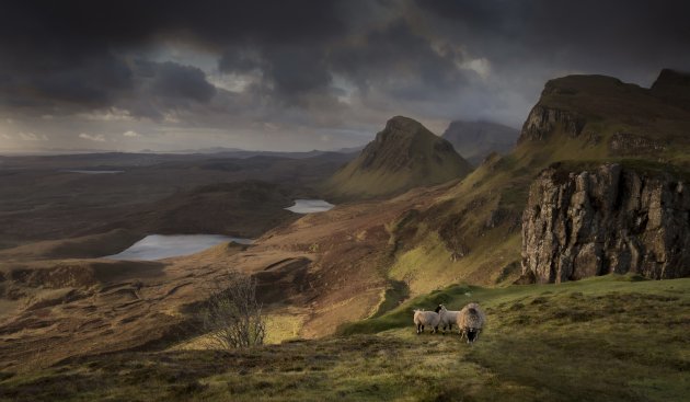 De zwartkopschapen van de Quiraing