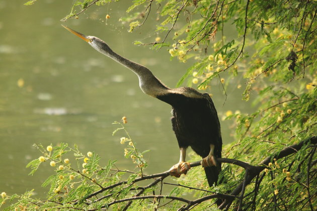 Slangenhalsvogel