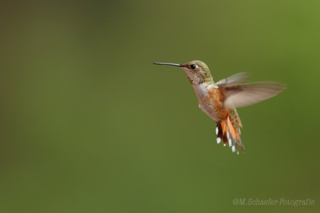 Hummingbird