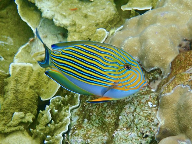 Acanthurus lineatus...