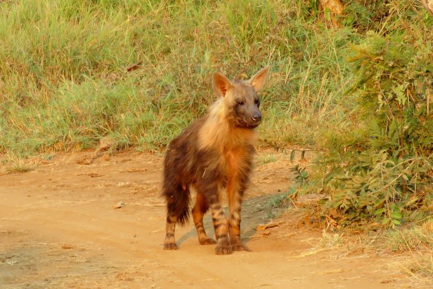 Bruine hyena