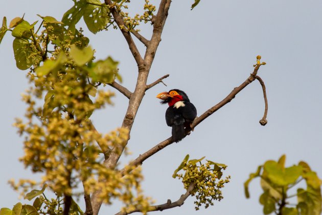 Vogels spotten