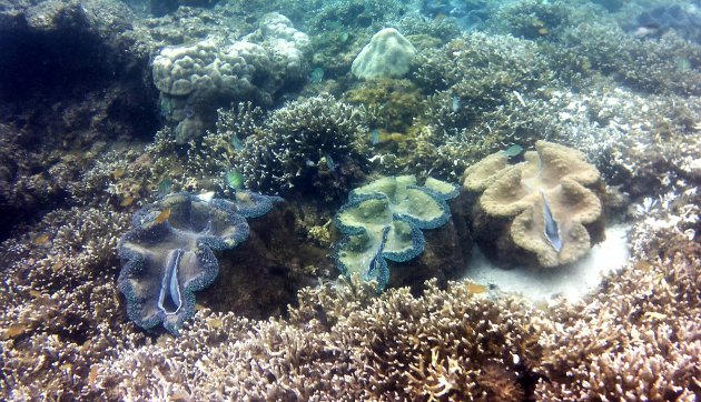 Giant Clam Sanctuary Camiguin