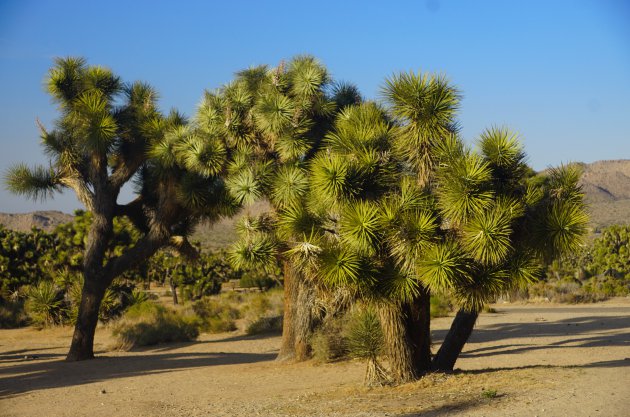 Joshua Tree National Park