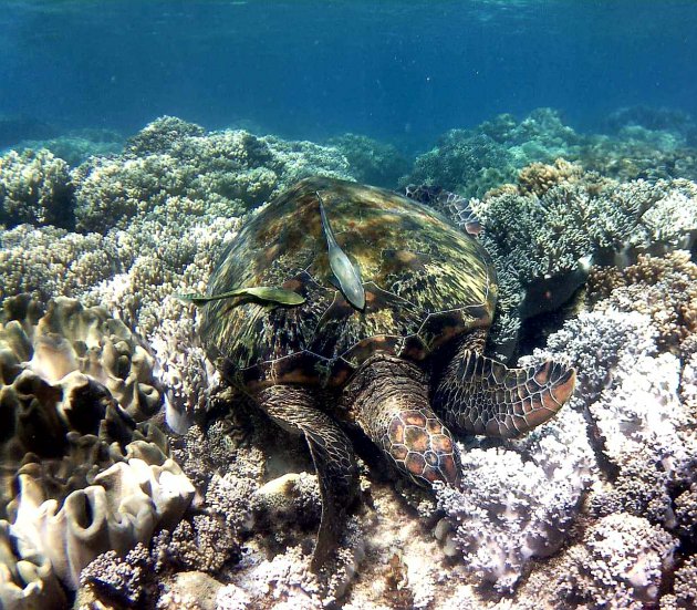 enorme schildpadden op Apo