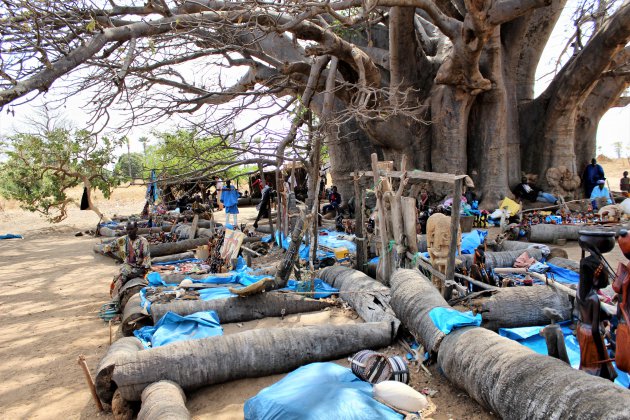 Grootste Baobab van Senegal