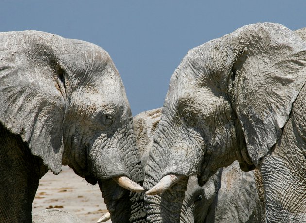 Op safari in Namibië