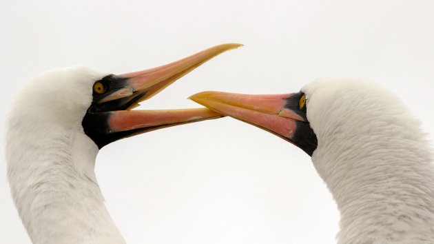 Galapagos vogelparadijs