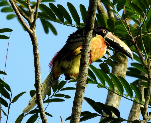 Een mooie grote vrije vogel