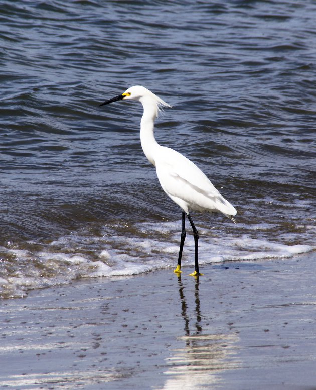 Amerikaanse kleine zilverreiger