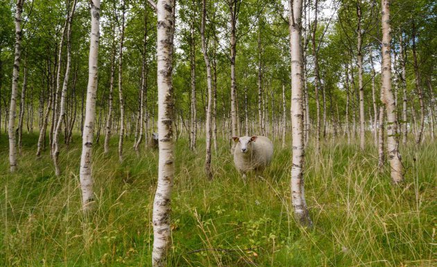 Wildlife tussen de Noorse berken