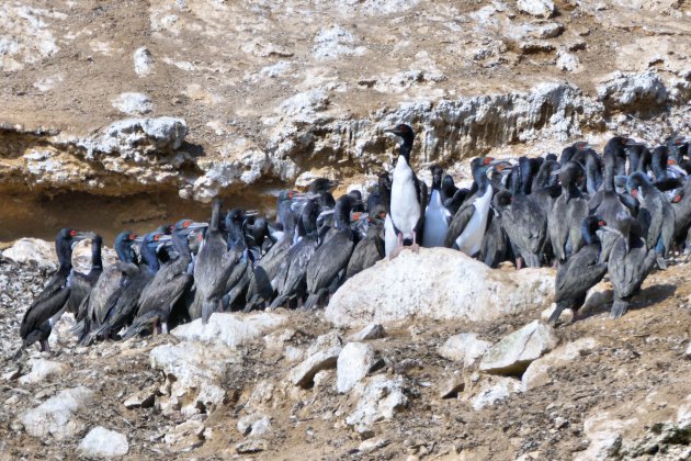 Ballestas eilanden