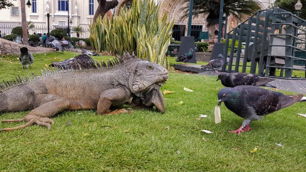 Iguana park